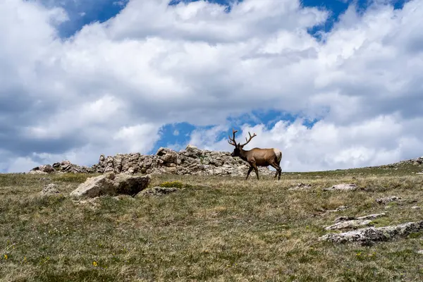 Elk Rocky Mountain National Park Colorado Usa — Stock Photo, Image