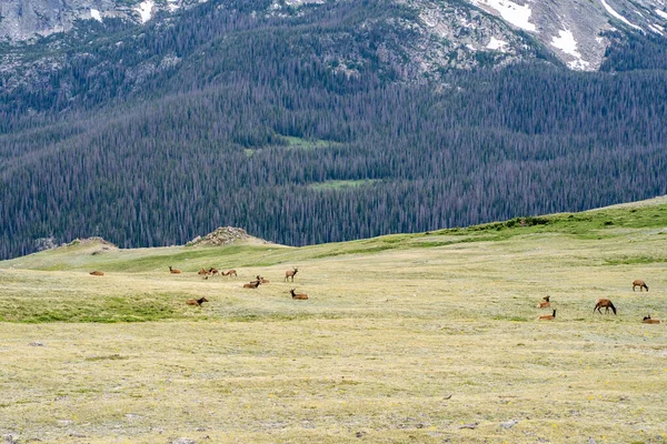 科罗拉多落基山脉国家公园的一群麋鹿 — 图库照片