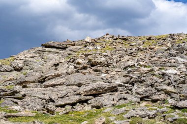 Rocky Dağı Ulusal Parkı 'nda kayaların üzerinde oturan dağ sıçanları, Colorado, ABD