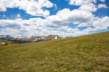 Rocky Mountain Ulusal Parkı 'nda kısa yaz mevsiminde açan Alp çiçeği