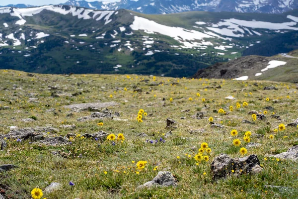 Alpine Flower Bloom Short Summer Rocky Mountain National Park — 图库照片