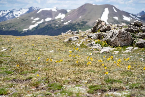 Alpine Flower Bloom Short Summer Rocky Mountain National Park — 图库照片