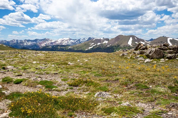 Alpine Flower Bloom Short Summer Rocky Mountain National Park — 图库照片