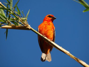 о. Маврикий. Маленькие друзьяки