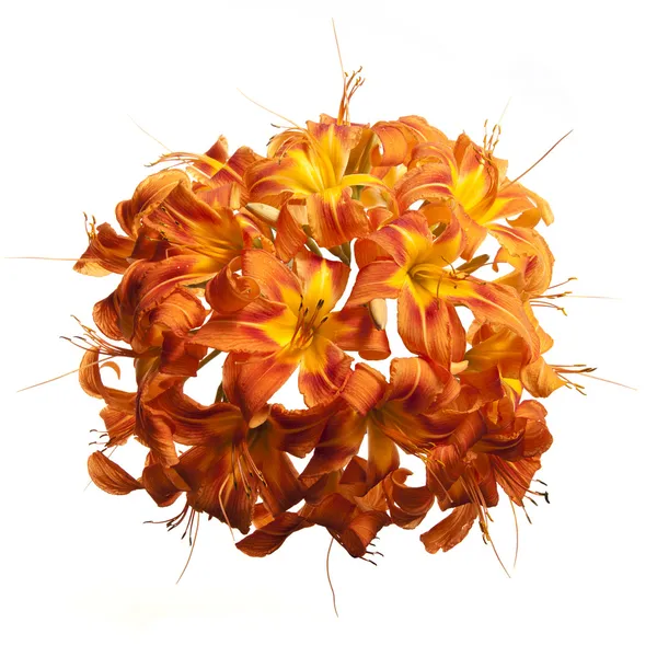 Kula kwiatów lilii — Zdjęcie stockowe