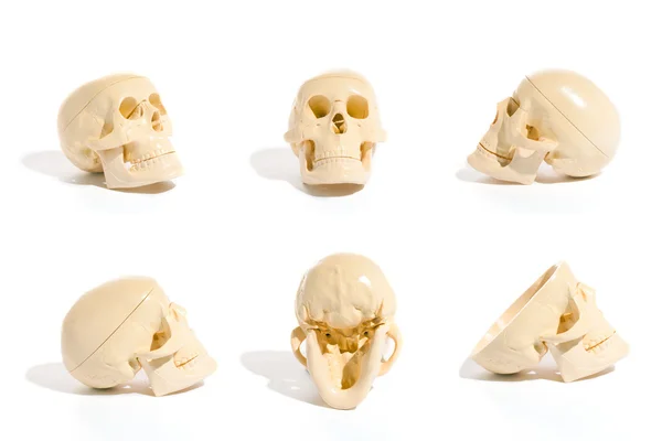 Skull Collection — Stock Photo, Image
