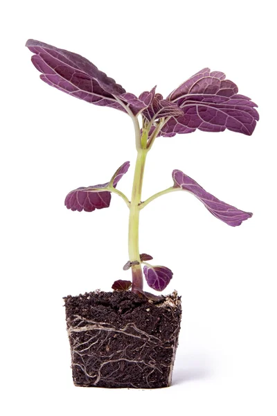 Planta única púrpura — Foto de Stock