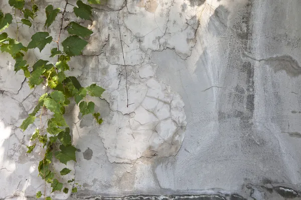 Afbrokkelende betonnen wand — Stockfoto