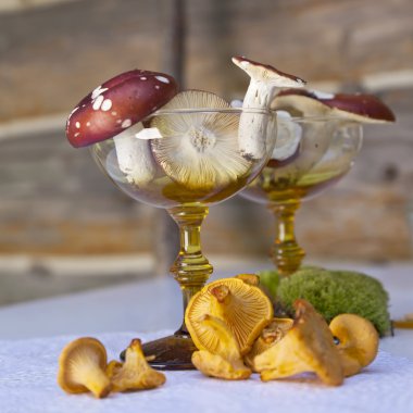 Mushroom Still Life clipart