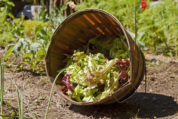 Садовой салат — стоковое фото