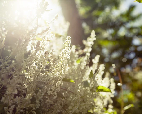 Flor luz del sol — Foto de Stock