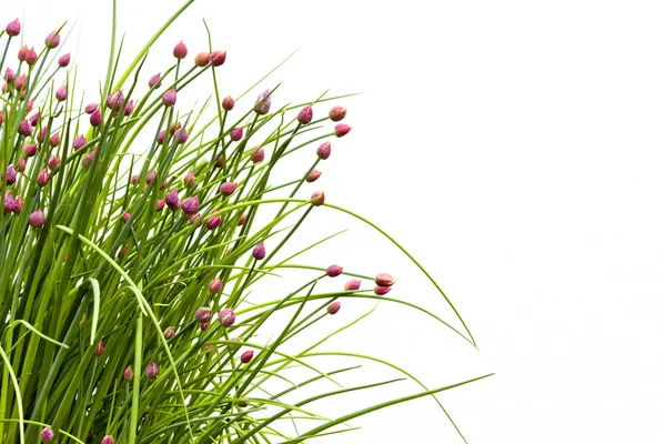 Flor de Chive Contra Blanco — Foto de Stock