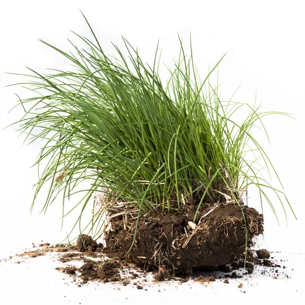 Plants and Dirt in Studio — Stock Photo, Image