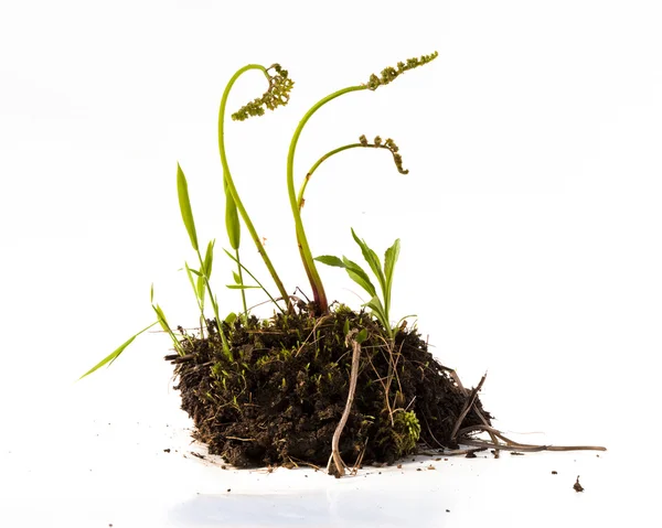 Plants and Dirt in Studio — Stock Photo, Image
