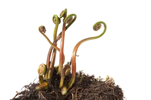 春天蕨类植物 — 图库照片