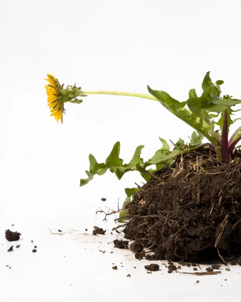 Hierba de diente de león — Foto de Stock