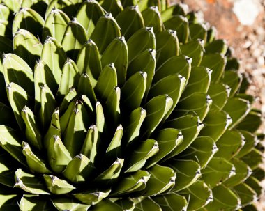 kaktüs ayrıntılı arka plan