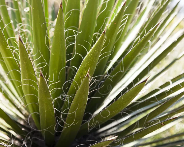 Cactus detalj bakgrund — Stockfoto