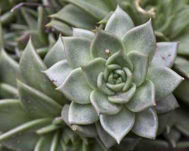 kaktüs ayrıntılı arka plan