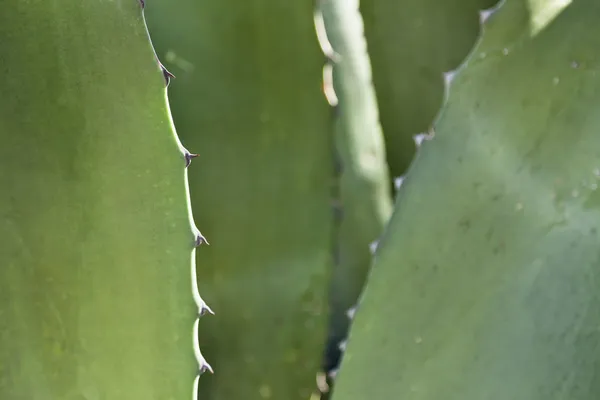 Kaktus detailů pozadí — Stock fotografie