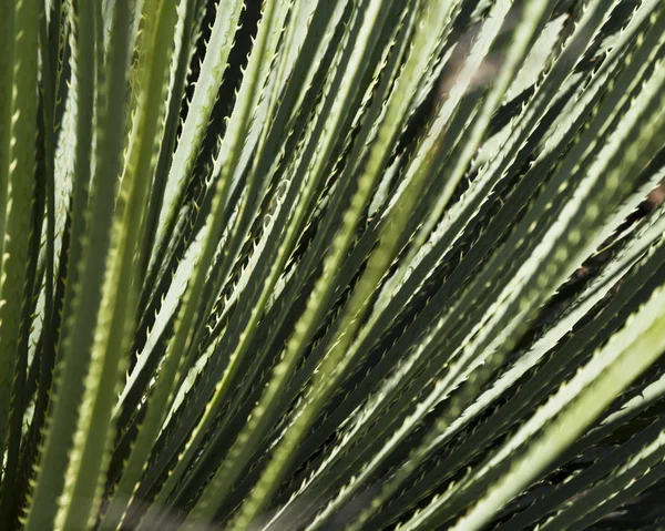 Kaktus detailů pozadí — Stock fotografie
