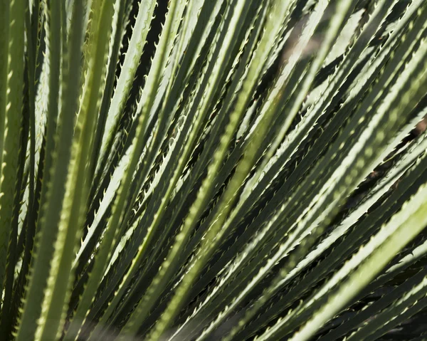 Cactus Dettaglio sfondo — Foto Stock