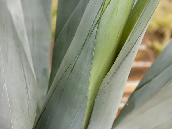 Latar Belakang Detail Cactus — Stok Foto