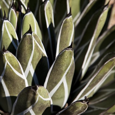 kaktüs ayrıntılı arka plan