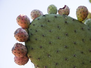 kaktüs ayrıntılı arka plan