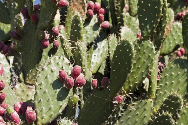 Cactus Detalle Fondo —  Fotos de Stock