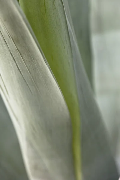 Kaktus Detail Hintergrund — Stockfoto