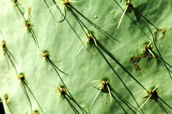 Cactus detalj bakgrund — Stockfoto