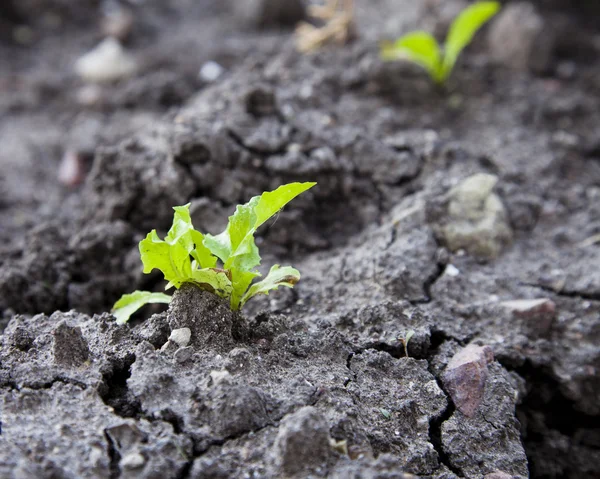 Verde emergente — Foto de Stock