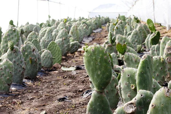 Kakteenfarm — Stockfoto