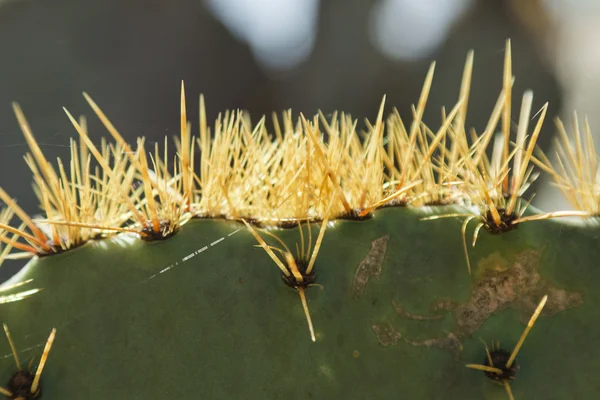 Cactus Detalhe fundo — Fotografia de Stock