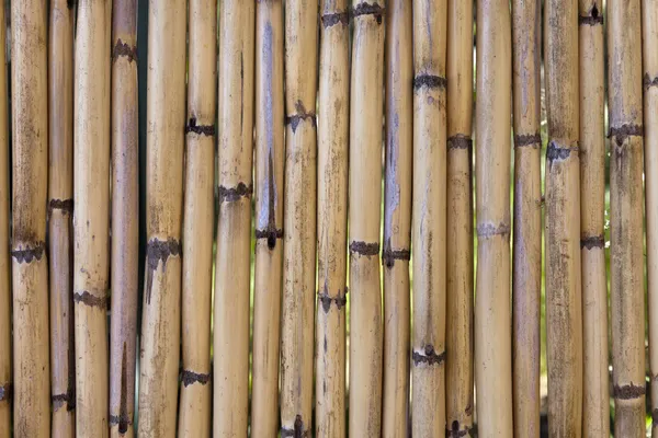 Bambus wackground — Zdjęcie stockowe