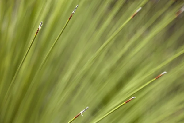 Fondo de macro orgánica — Foto de Stock