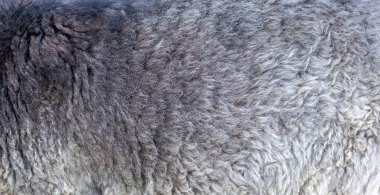 Koyu gri kısa koyun yünü, koyun derisi malzeme yakın çekim, basit soyut doğal eko gri arkaplan dokusu, arkaplan, tam kare yüzey yapısı detayı, kimse, kopyalama alanı