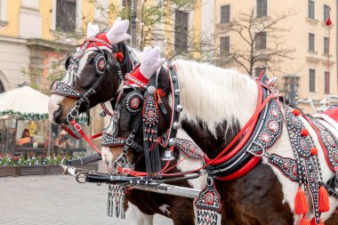 Krakow, Polonya, Krakow geleneksel at arabası gezisi, iki at yakın plan, detay, Old Town, şehir turları, popüler turistik yerler, Avrupa