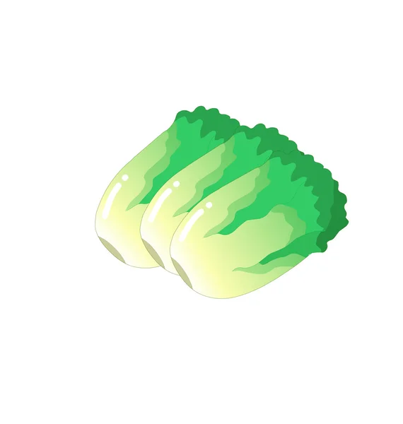 Salat — Stockvektor