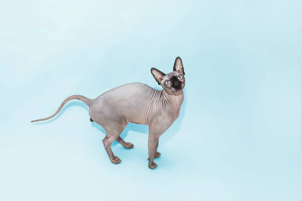 Kot Rasa Kanadyjski Sphynx Niebieskim Tle — Zdjęcie stockowe