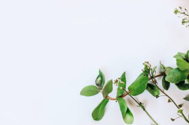 Space for text background white with green plants.