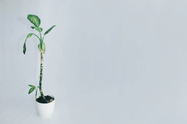 Dieffenbachia plant in a pot on a white background, greenery in the interior.