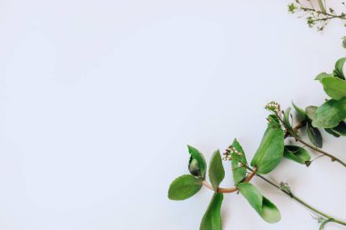 Space for text background white with green plants.