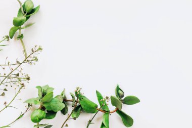 Yeşil bitkilerle metin arkaplanı için boşluk.