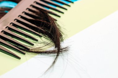 Crassula, Cactaceae ve Sansevieria ahşap bir arka planda, bir saksıda, ev bahçeleri için bir bitki