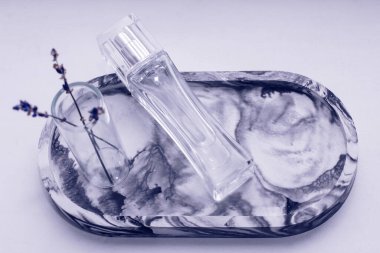 Crassula, Cactaceae ve Sansevieria ahşap bir arka planda, bir saksıda, ev bahçeleri için bir bitki