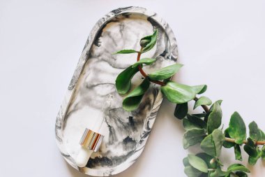 Crassula, Cactaceae ve Sansevieria ahşap bir arka planda, bir saksıda, ev bahçeleri için bir bitki