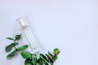 Crassula, Cactaceae ve Sansevieria ahşap bir arka planda, bir saksıda, ev bahçeleri için bir bitki