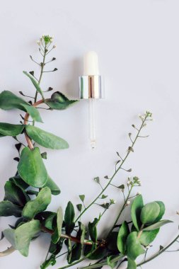 Crassula, Cactaceae ve Sansevieria ahşap bir arka planda, bir saksıda, ev bahçeleri için bir bitki